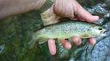 5-30 fish9
